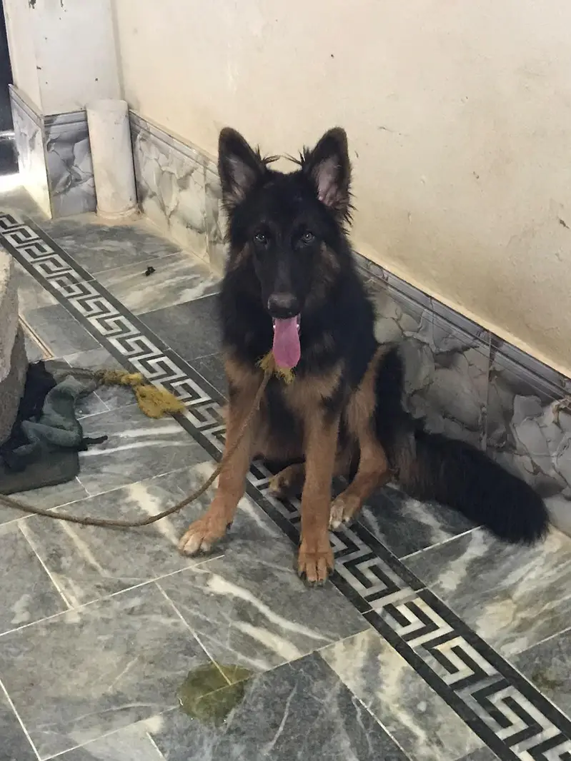 German Shepherd long cout female — photo 2