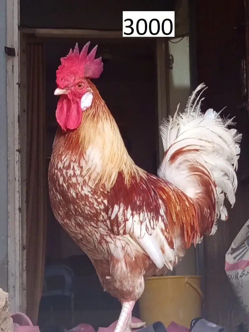 golden misri breeder male for sale — photo 11