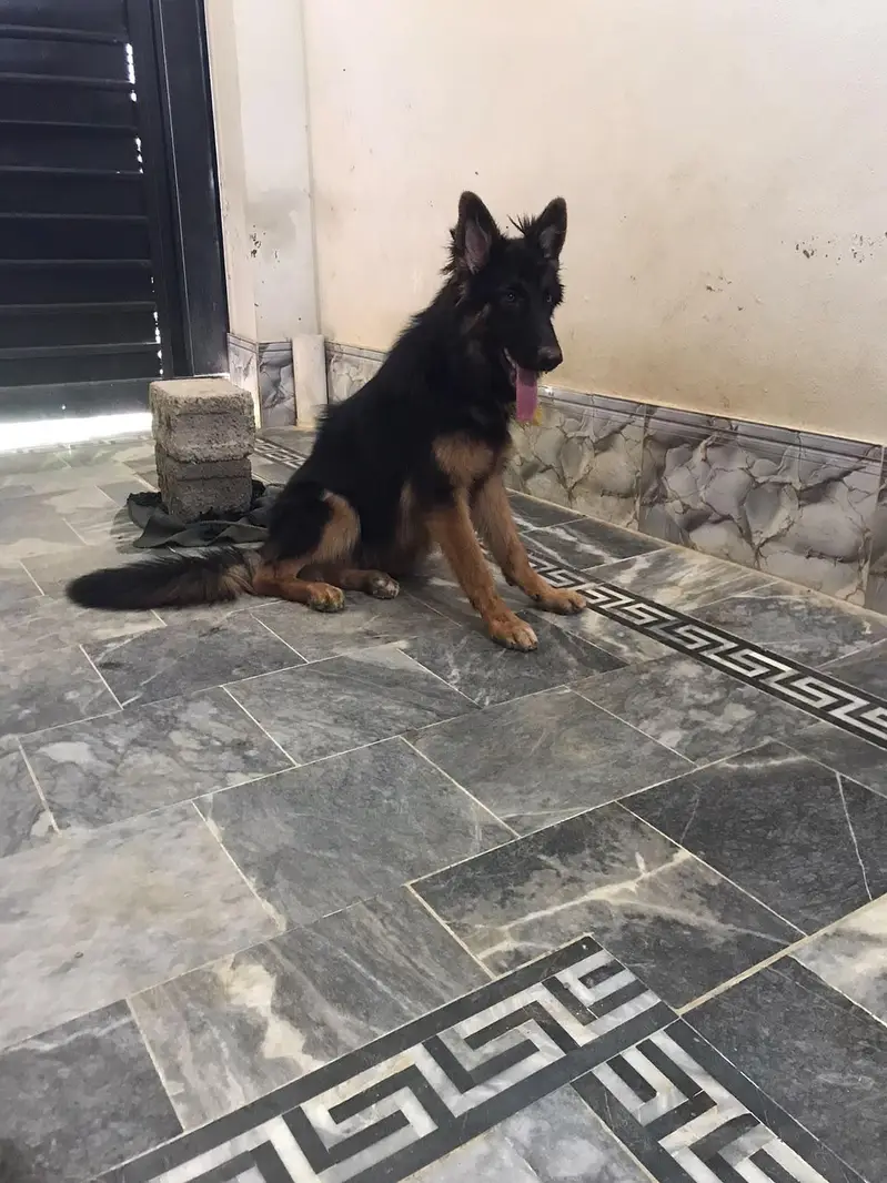 German Shepherd long cout female — photo 3