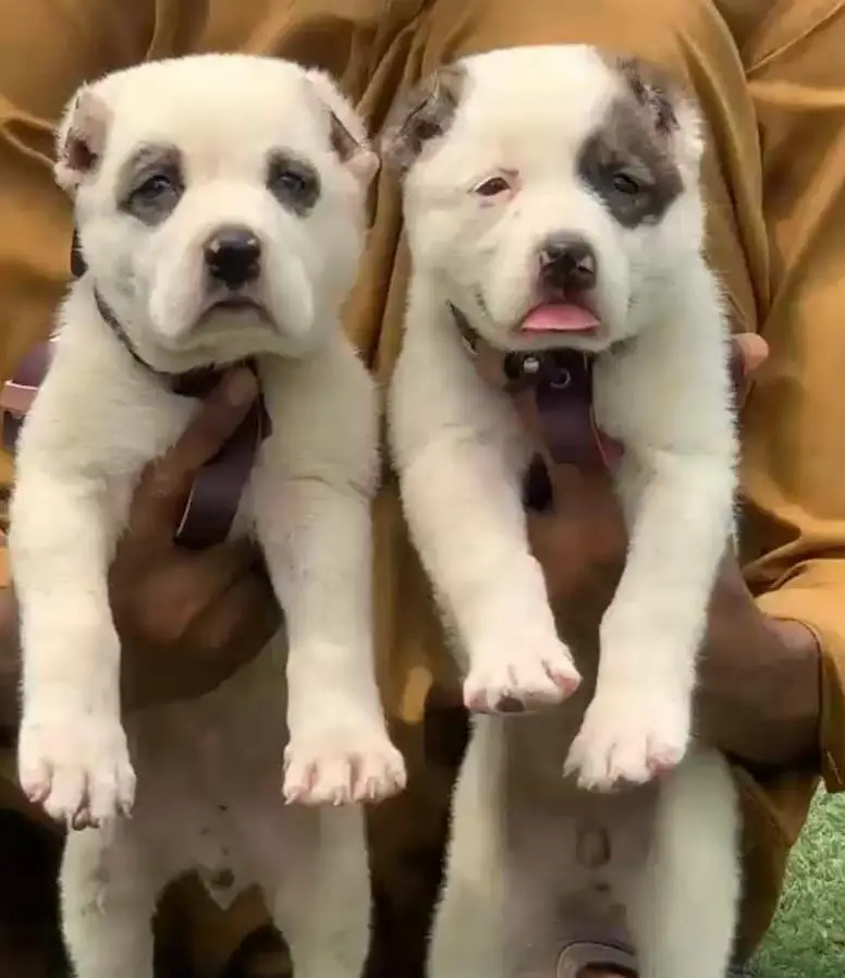 afghan kochi dog male female for sale available