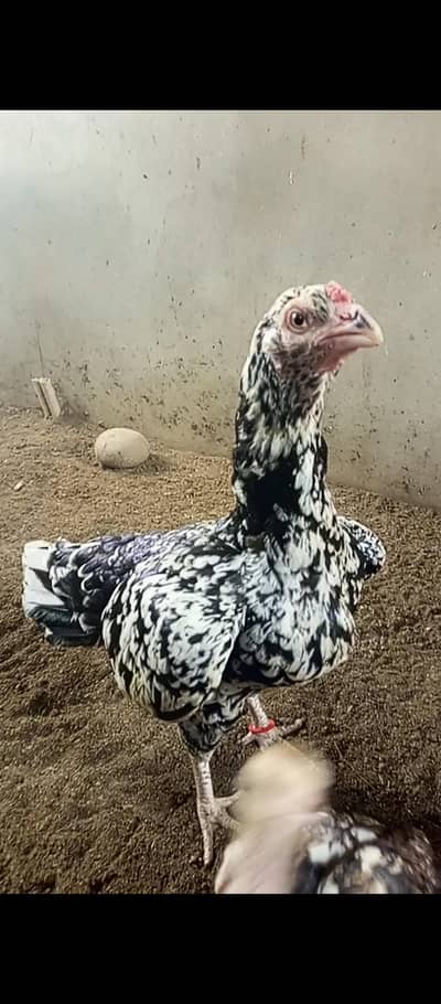 miawali female