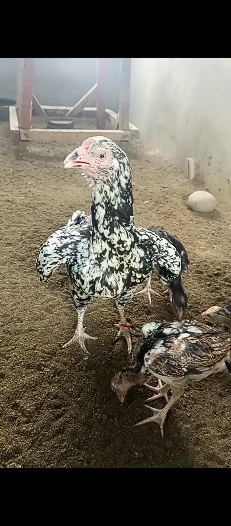 miawali female — photo 2