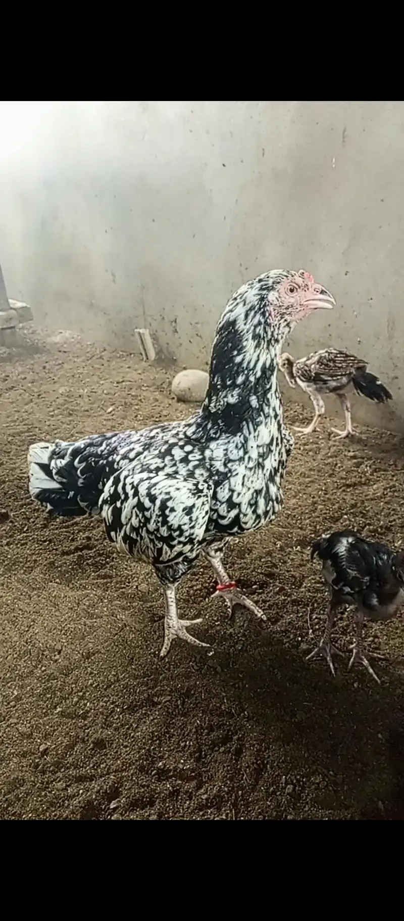 miawali female — photo 3