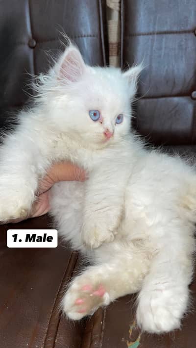 Persian kittens