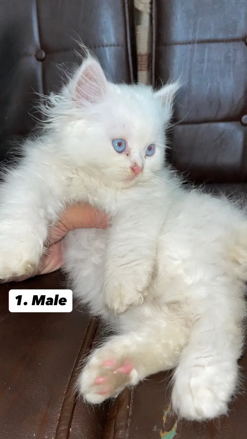 Persian kittens