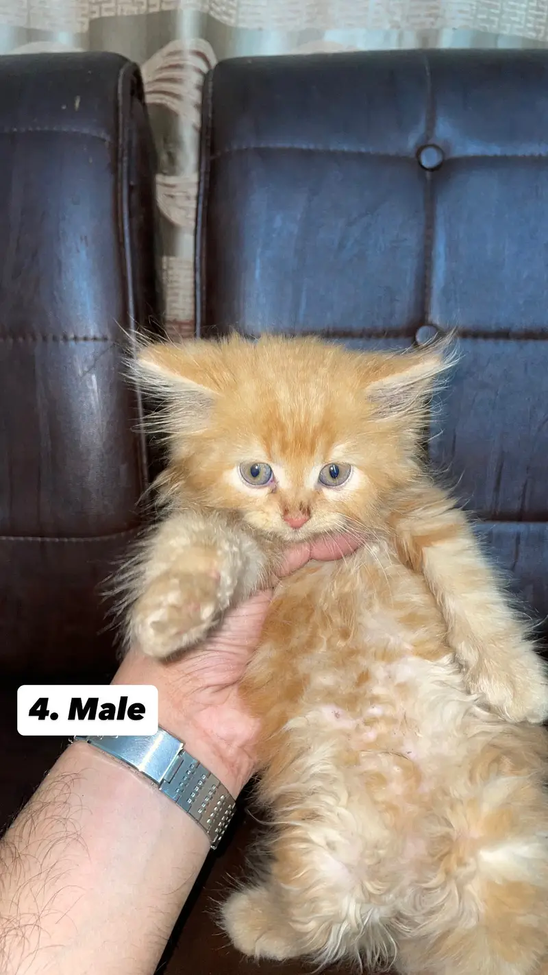 Persian kittens — photo 2