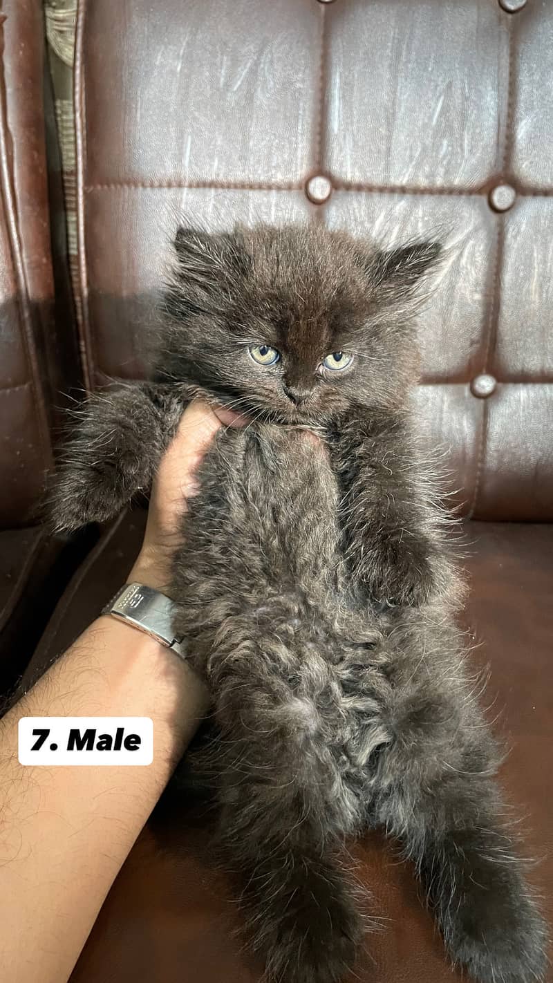 Persian kittens 2