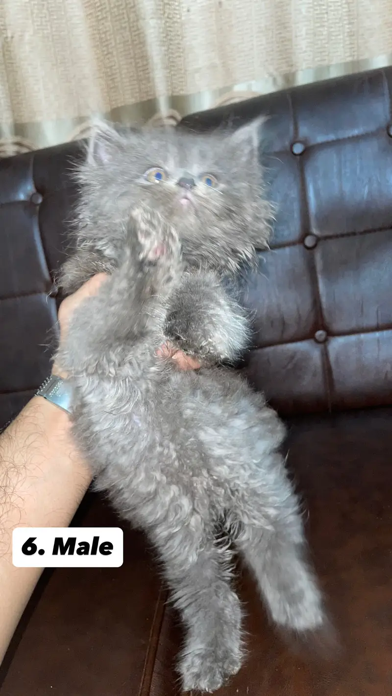 Persian kittens — photo 4