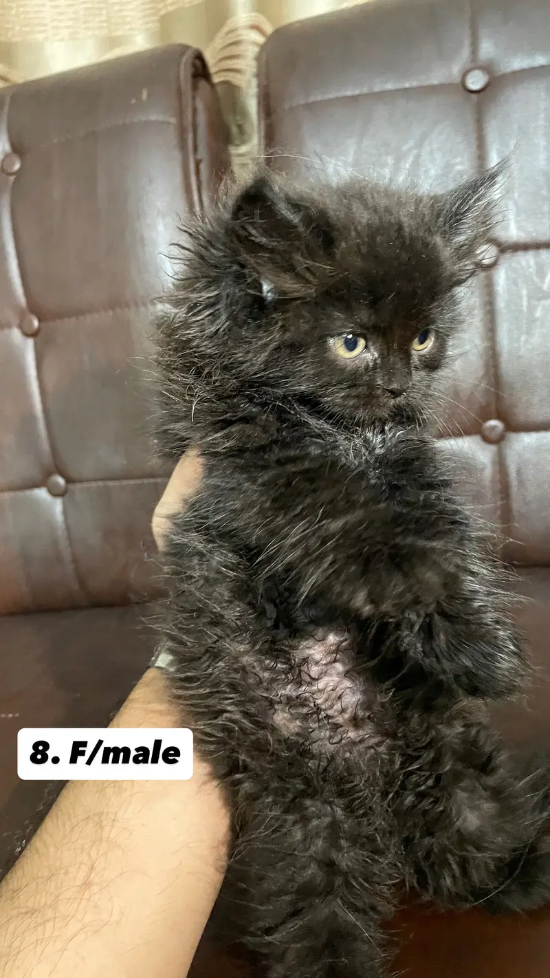 Persian kittens — photo 5