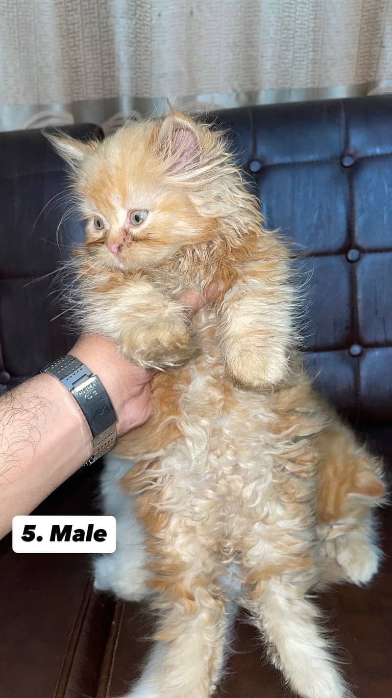 Persian kittens 5