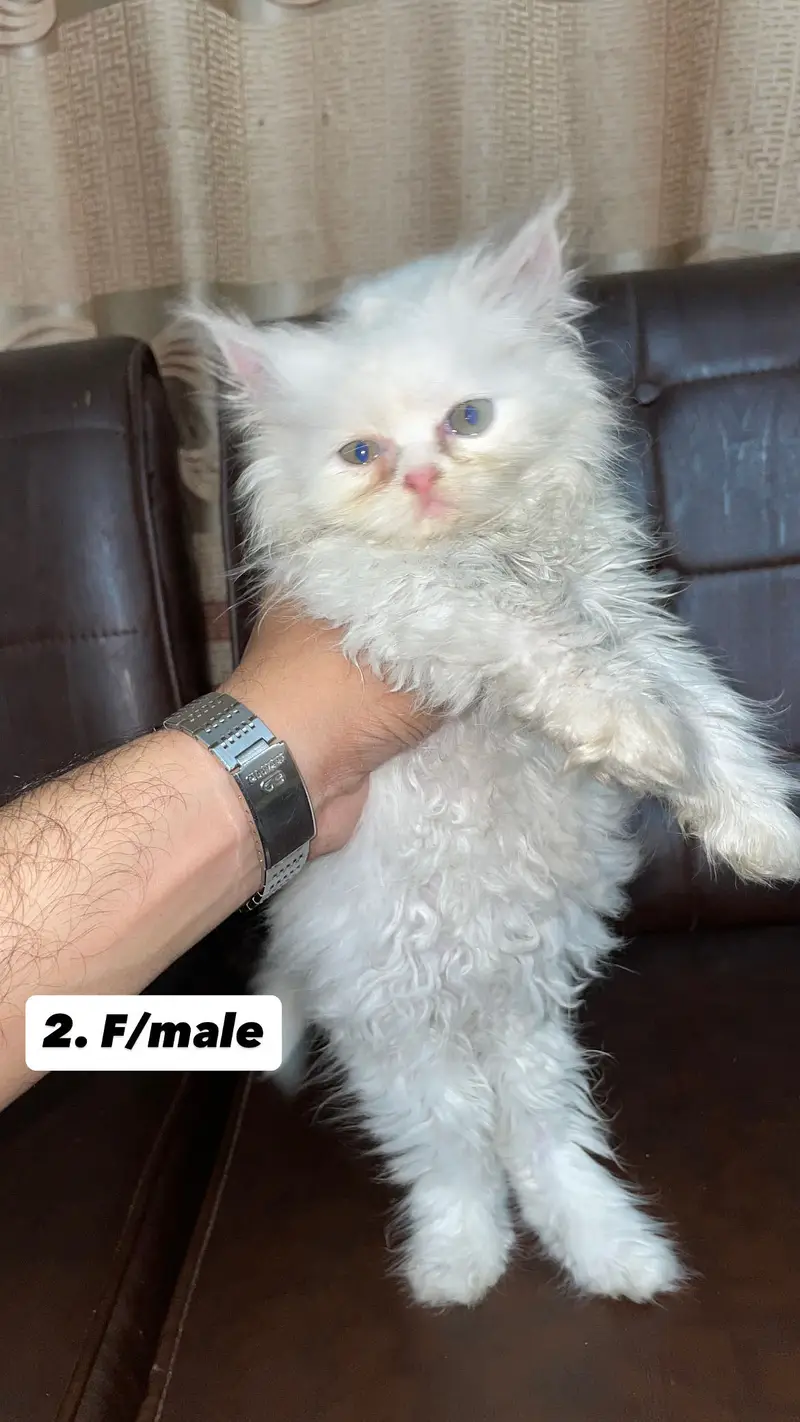 Persian kittens — photo 7