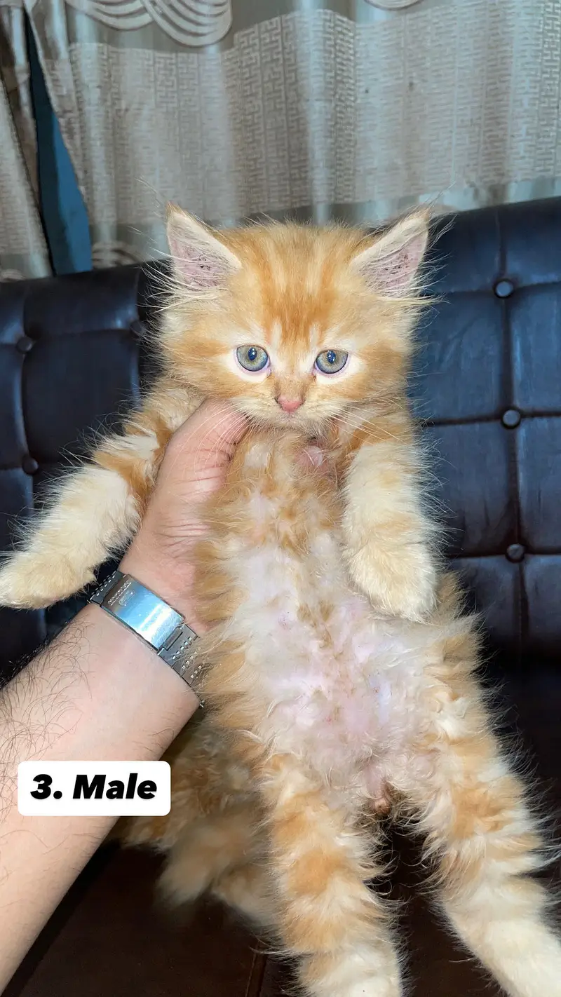 Persian kittens — photo 8