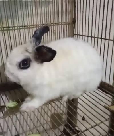 hotot female adult