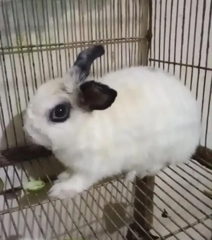 hotot female adult — photo 2