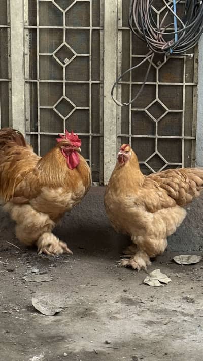 Pure Golden Heavy  Buff Pair Egg Laying