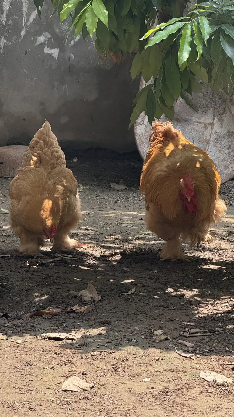 Pure Golden Heavy  Buff Pair Egg Laying — photo 2