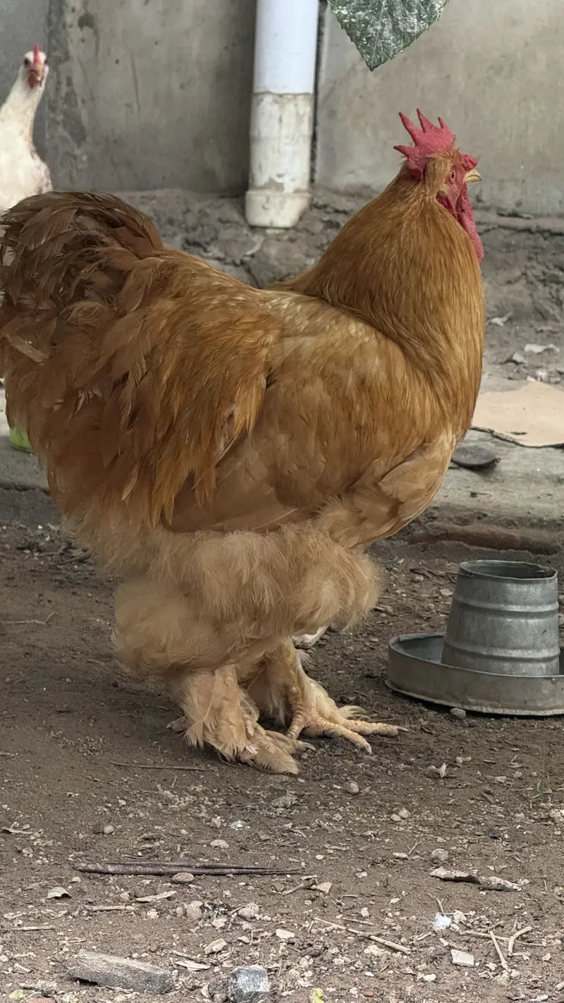 Pure Golden Heavy  Buff Pair Egg Laying — photo 3