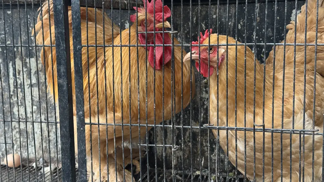 Pure Golden Heavy  Buff Pair Egg Laying — photo 4