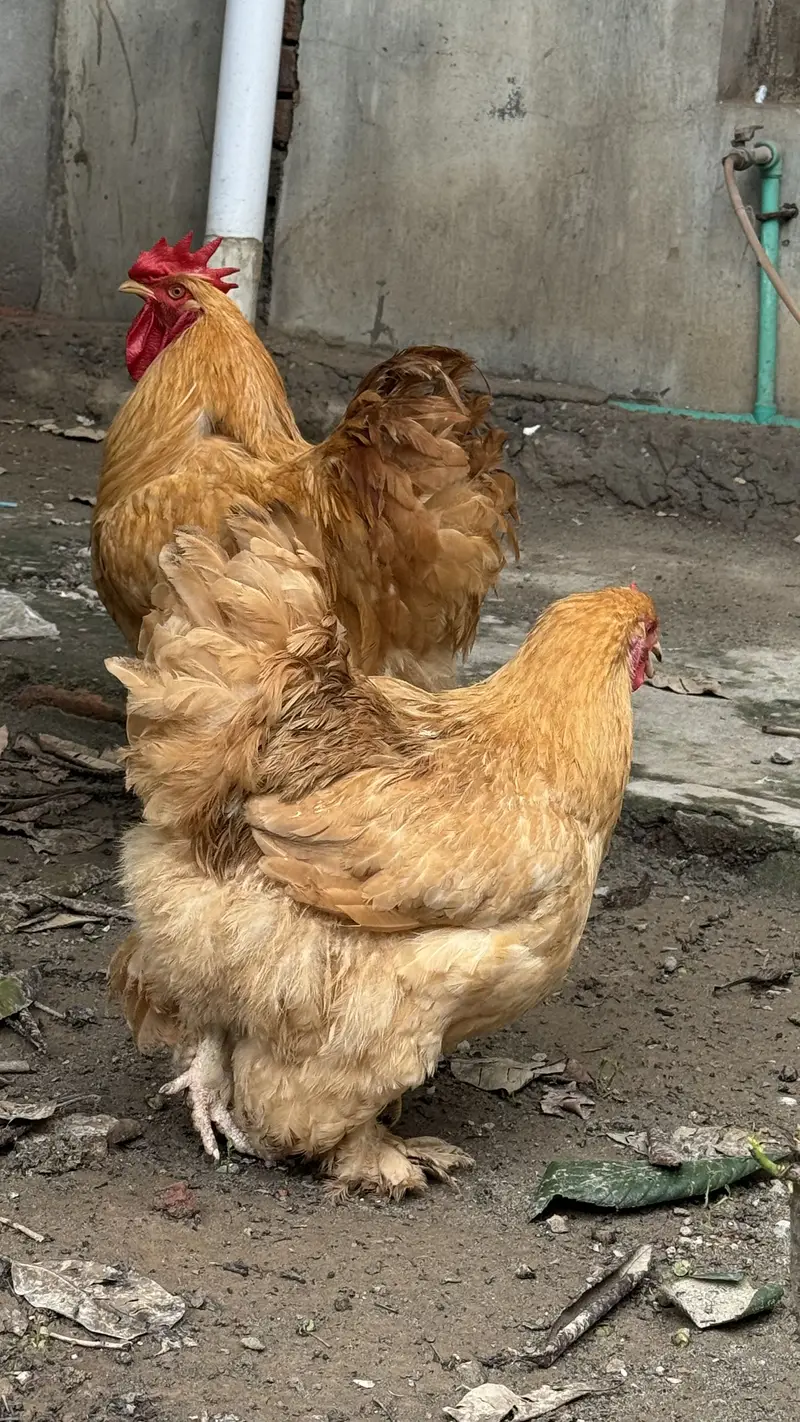 Pure Golden Heavy  Buff Pair Egg Laying — photo 5