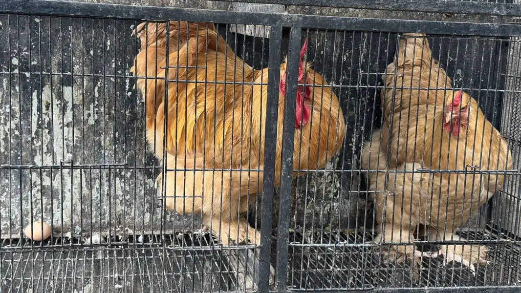 Pure Golden Heavy  Buff Pair Egg Laying — photo 6
