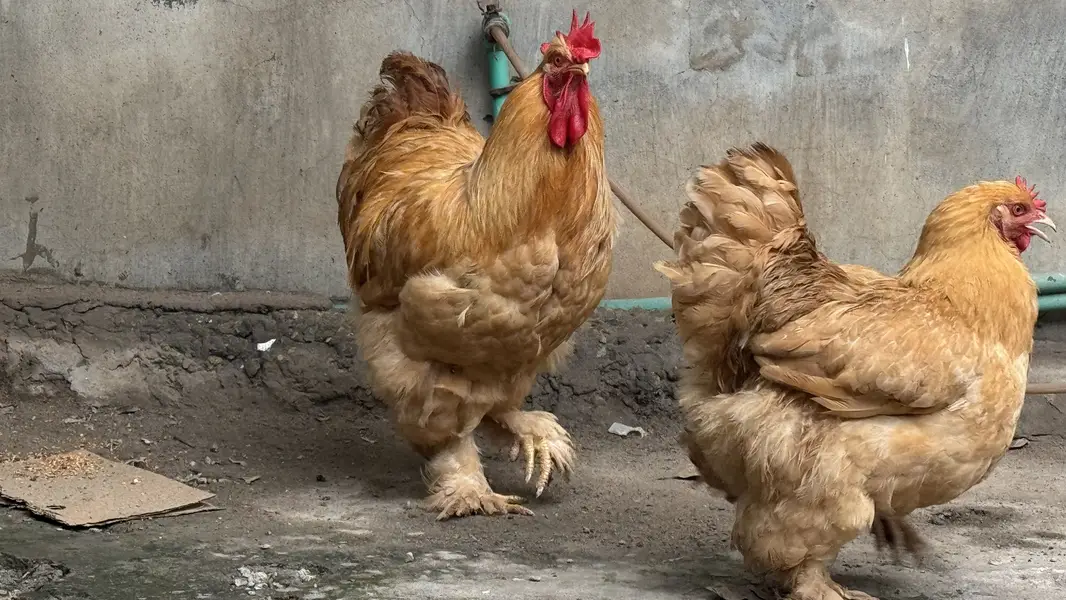 Pure Golden Heavy  Buff Pair Egg Laying — photo 7