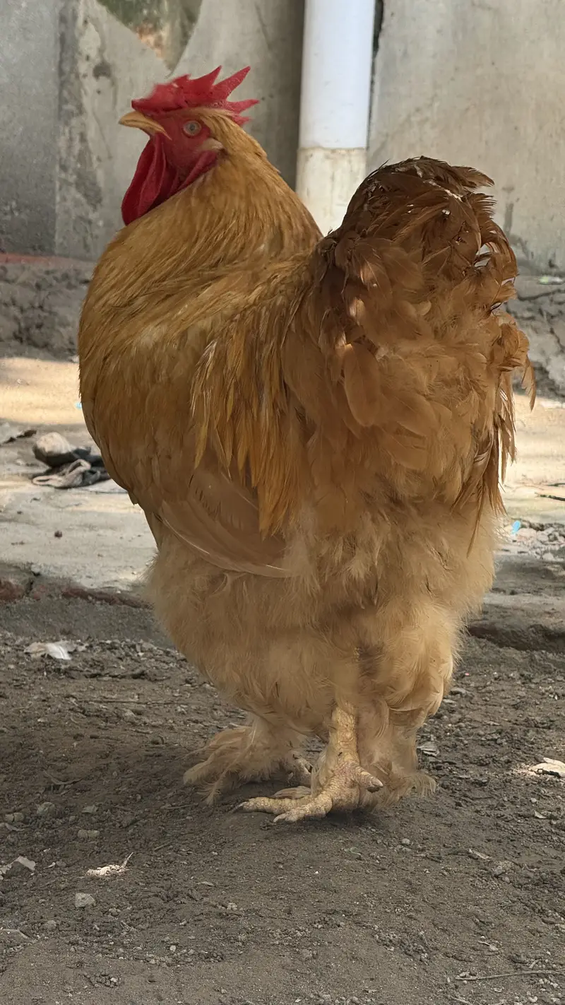 Pure Golden Heavy  Buff Pair Egg Laying — photo 8