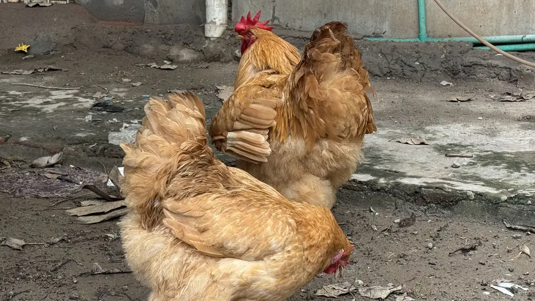 Pure Golden Heavy  Buff Pair Egg Laying — photo 9