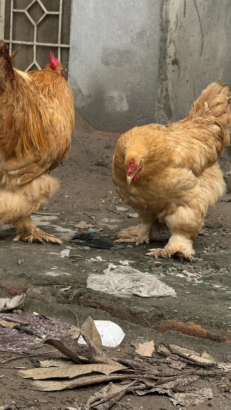 Pure Golden Heavy  Buff Pair Egg Laying — photo 10