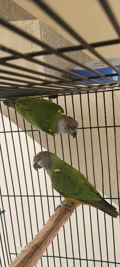 Senegal parrot pair