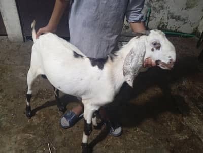 Dasi Betal Bakra
