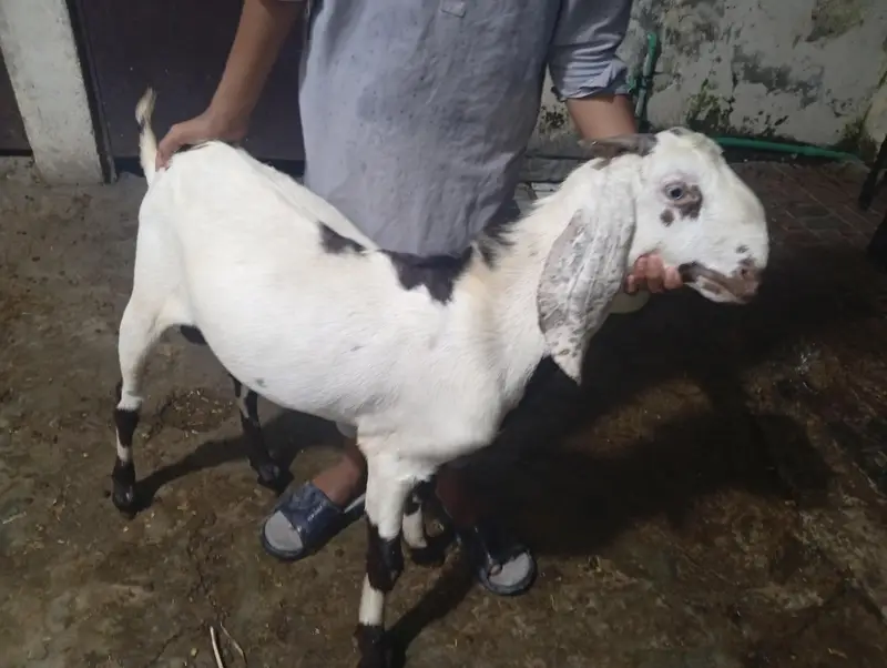 Dasi Betal Bakra