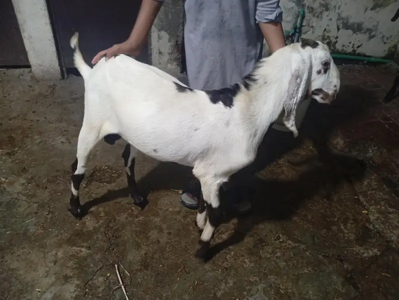 Dasi Betal Bakra — photo 2
