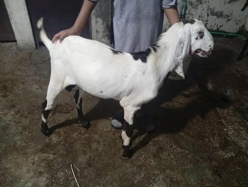 Dasi Betal Bakra — photo 3