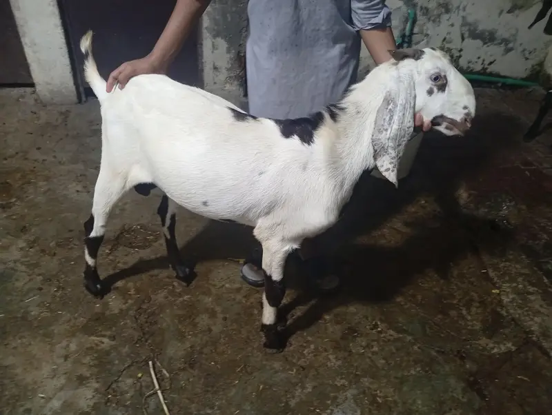 Dasi Betal Bakra — photo 4