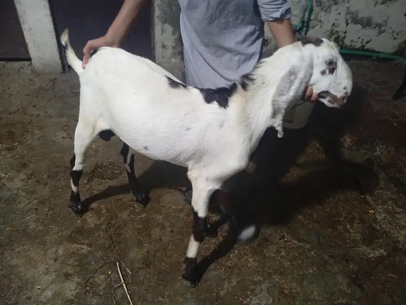 Dasi Betal Bakra — photo 5