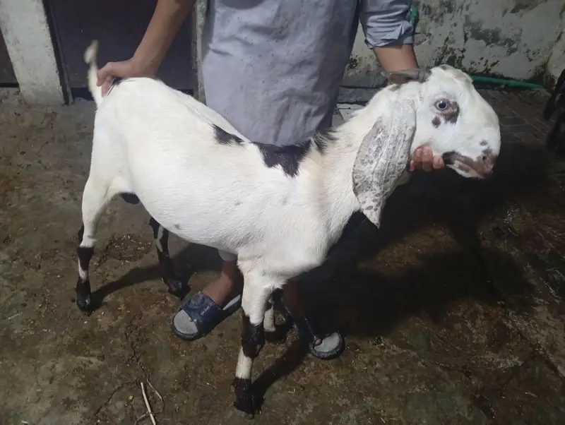Dasi Betal Bakra — photo 6