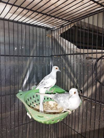 Blue Pied doves for sale