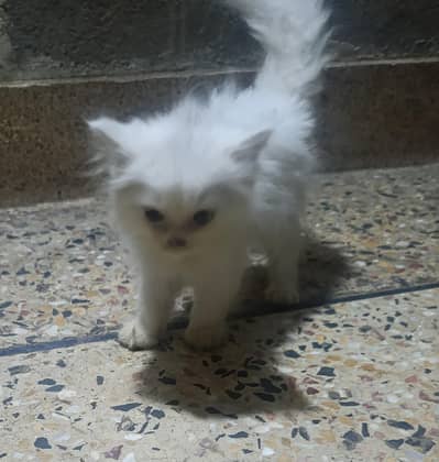 Persian Cats