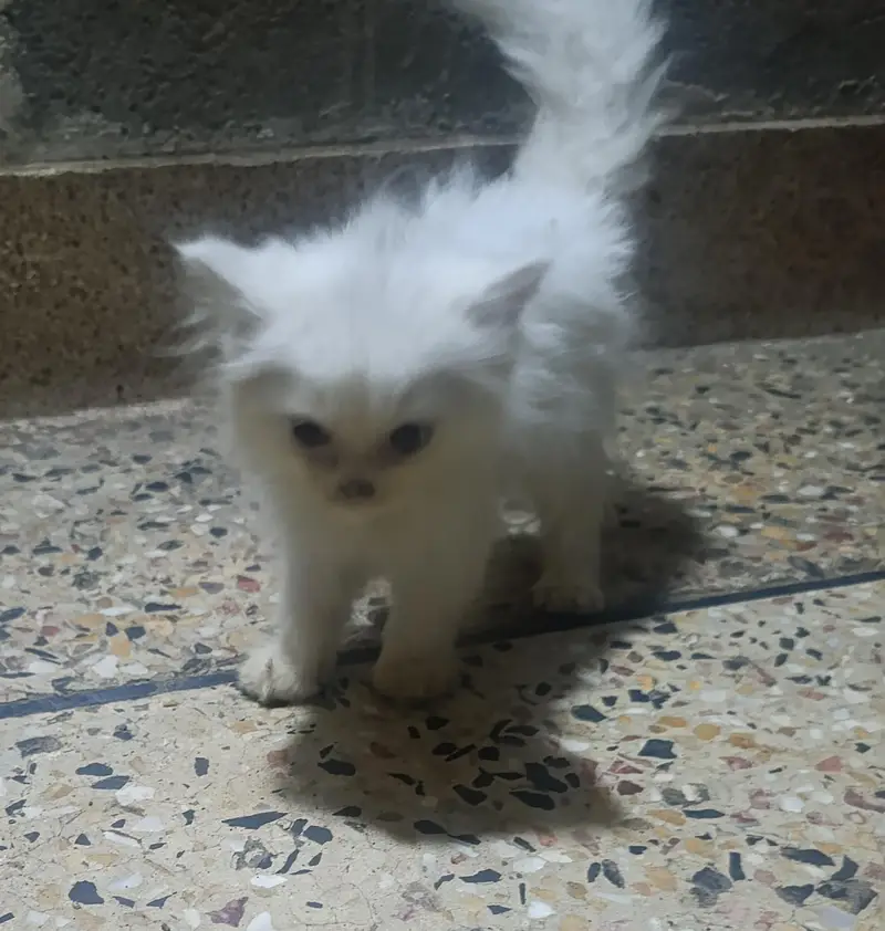 Persian Cats