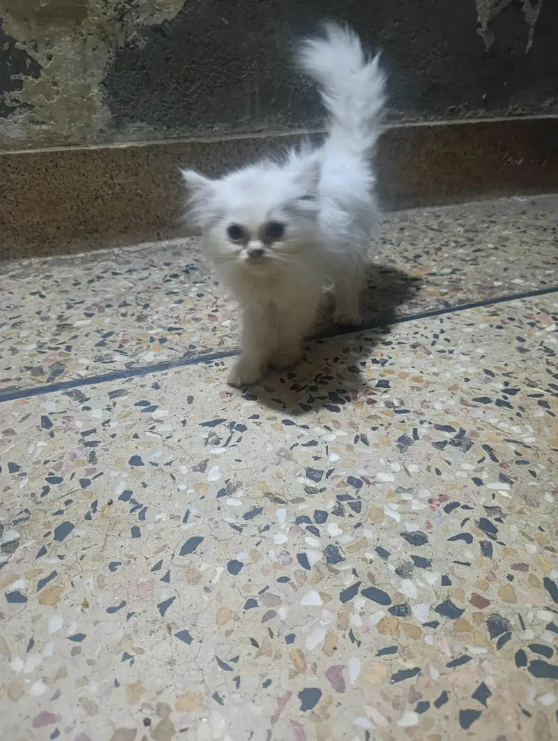 Persian Cats — photo 2
