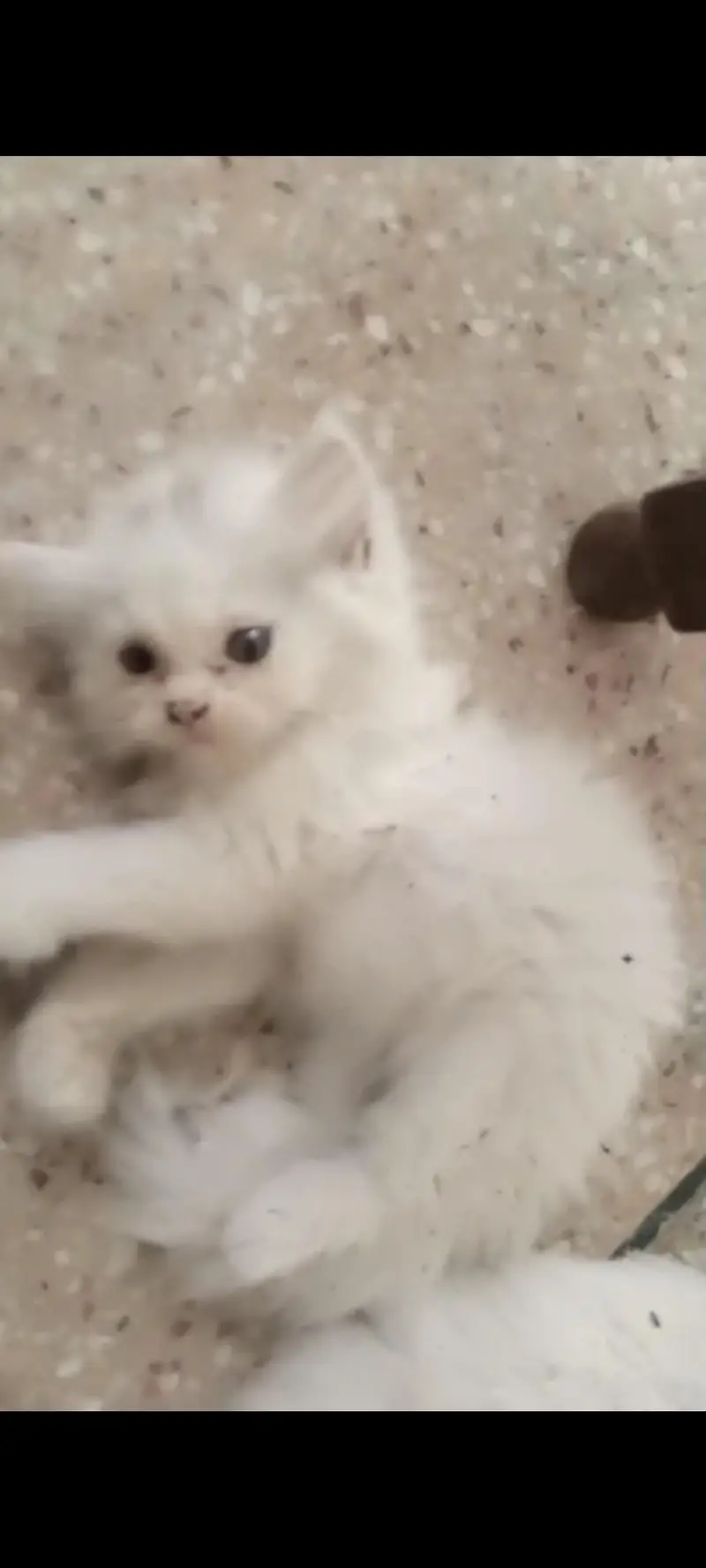 Persian Cats — photo 3