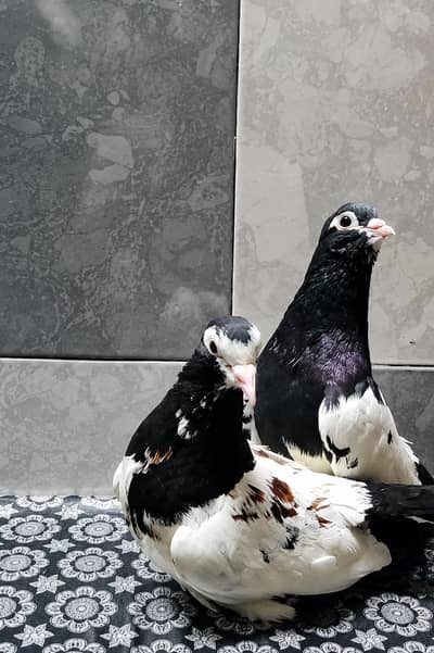 khaal pair