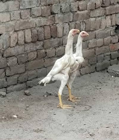 Aseel shamo white king size chick