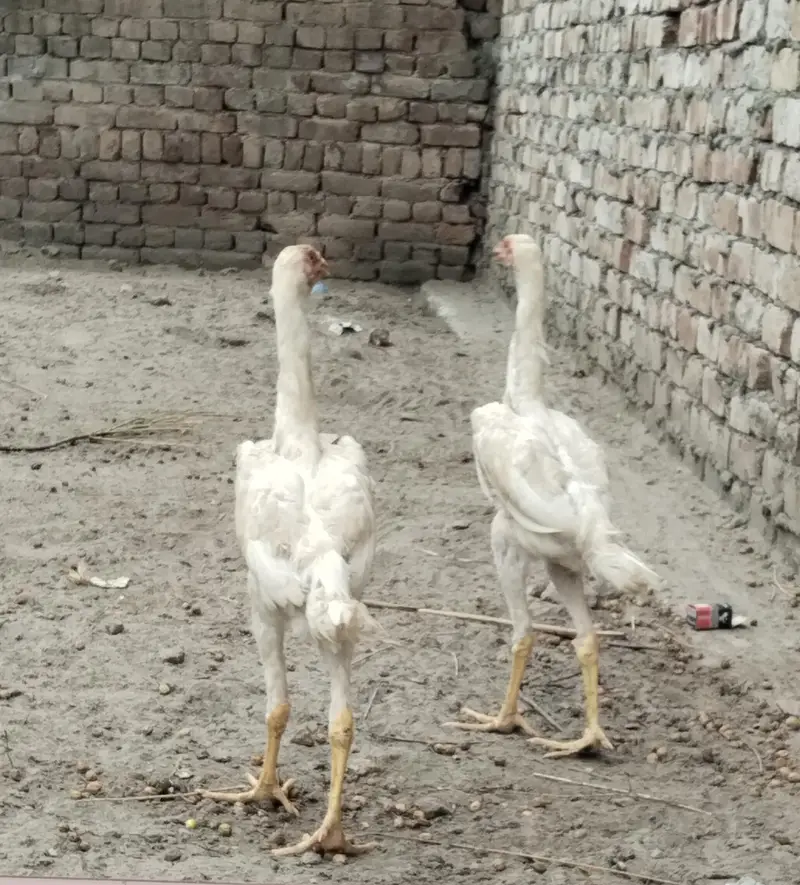 Aseel shamo white king size chick — photo 2