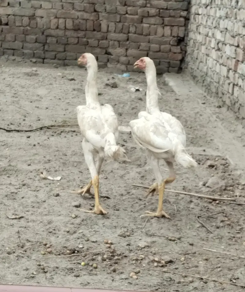 Aseel shamo white king size chick — photo 3