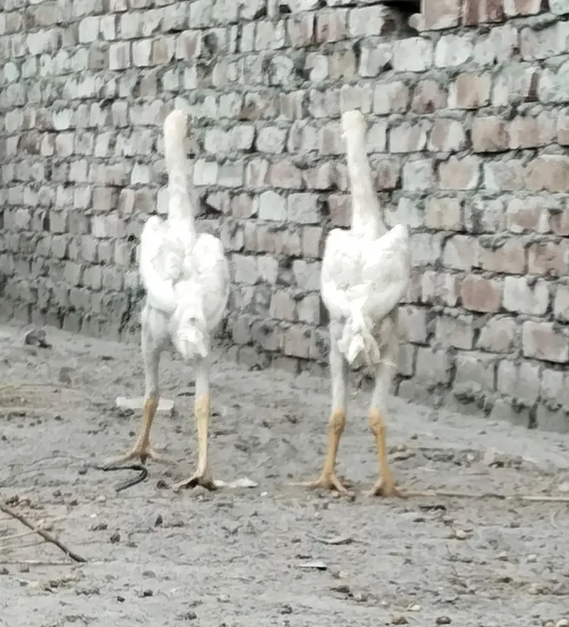 Aseel shamo white king size chick — photo 4