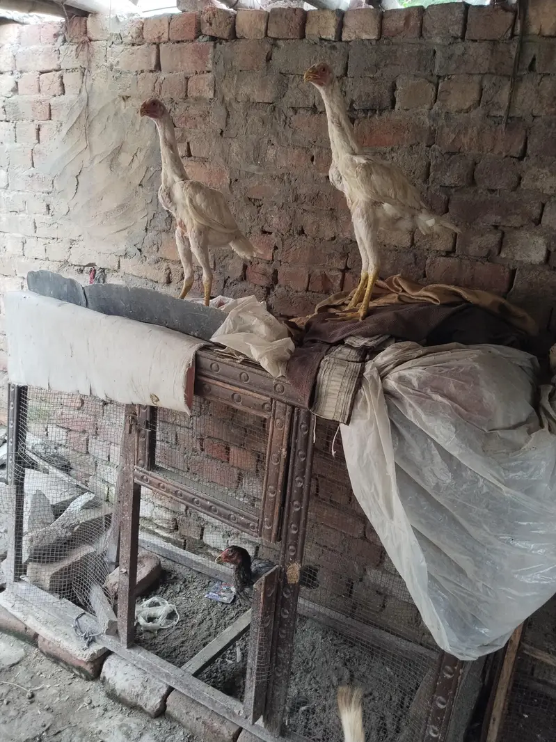Aseel shamo white king size chick — photo 5
