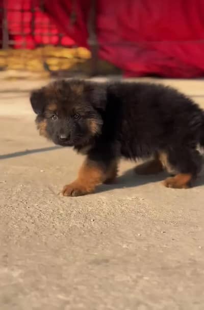 German shepherd pupu male & Female available