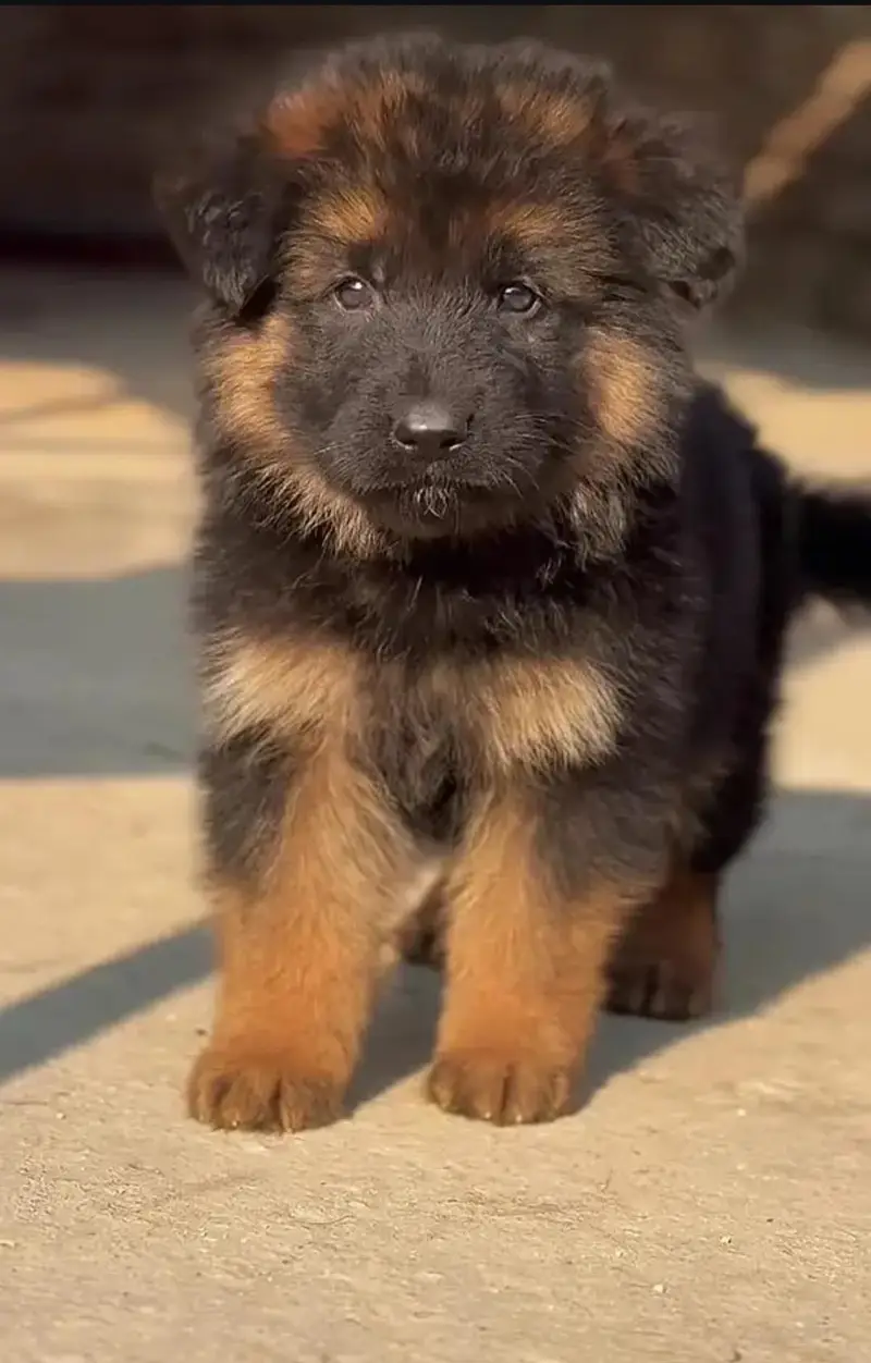 German shepherd pupu male & Female available — photo 2