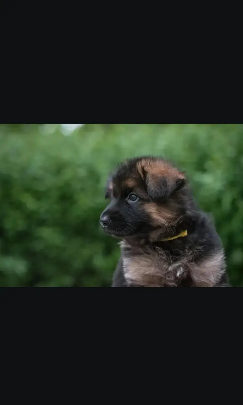 German shepherd pupu male & Female available — photo 3